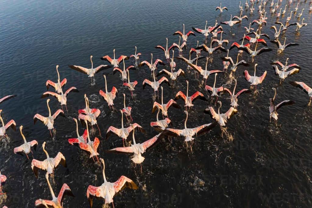 Bird'S Home Авейру Экстерьер фото