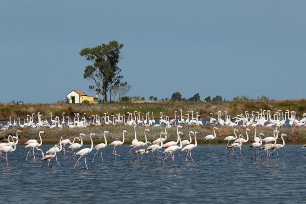 Bird'S Home Авейру Экстерьер фото